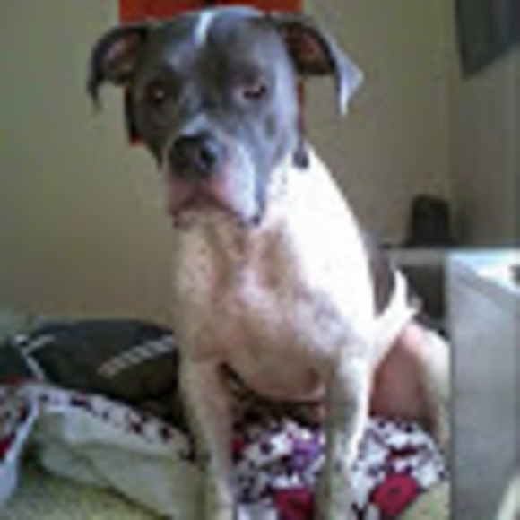 viperthepitbull